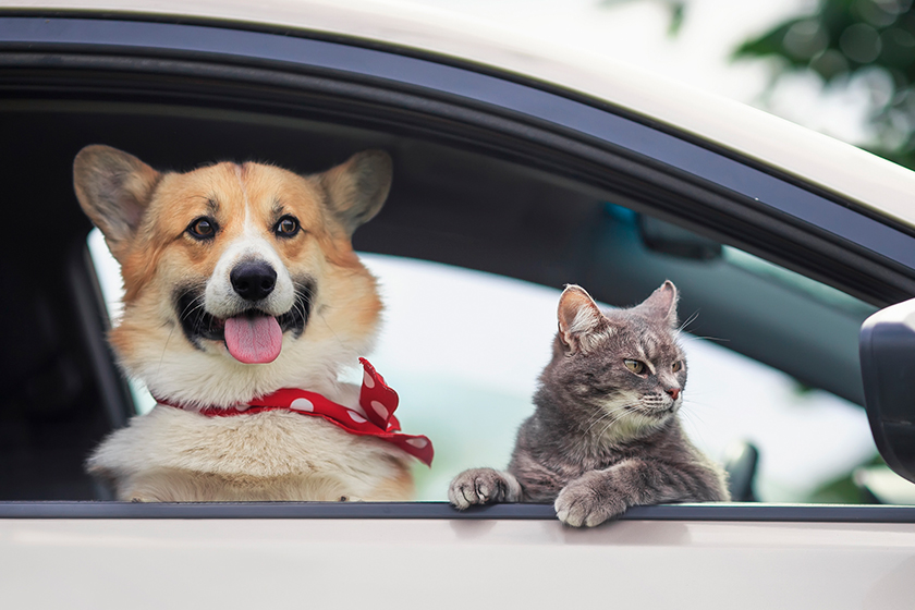 Featured image for “Please Don’t Leave Your Pets in a Hot Car!”