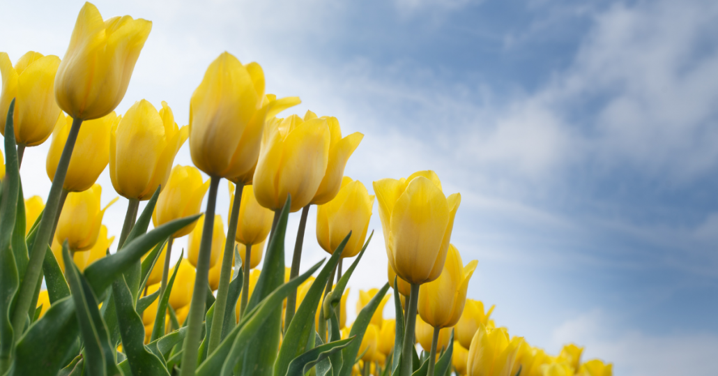 the-best-flowers-for-people-with-allergies-city-of-oak-grove-kentucky