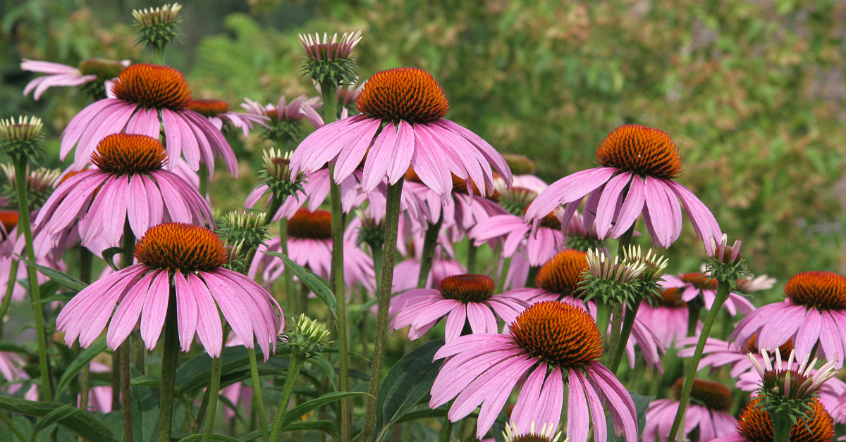 Featured image for “The Top 5 Native Plants to Support Kentucky Wildlife”