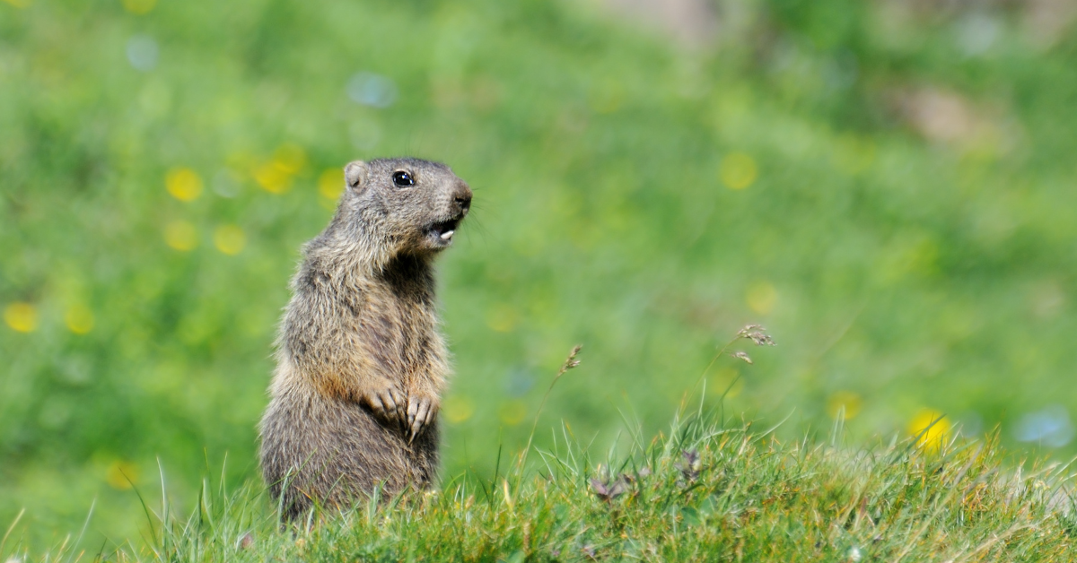 Featured image for “Groundhog Day: Separating Fact from Fiction”