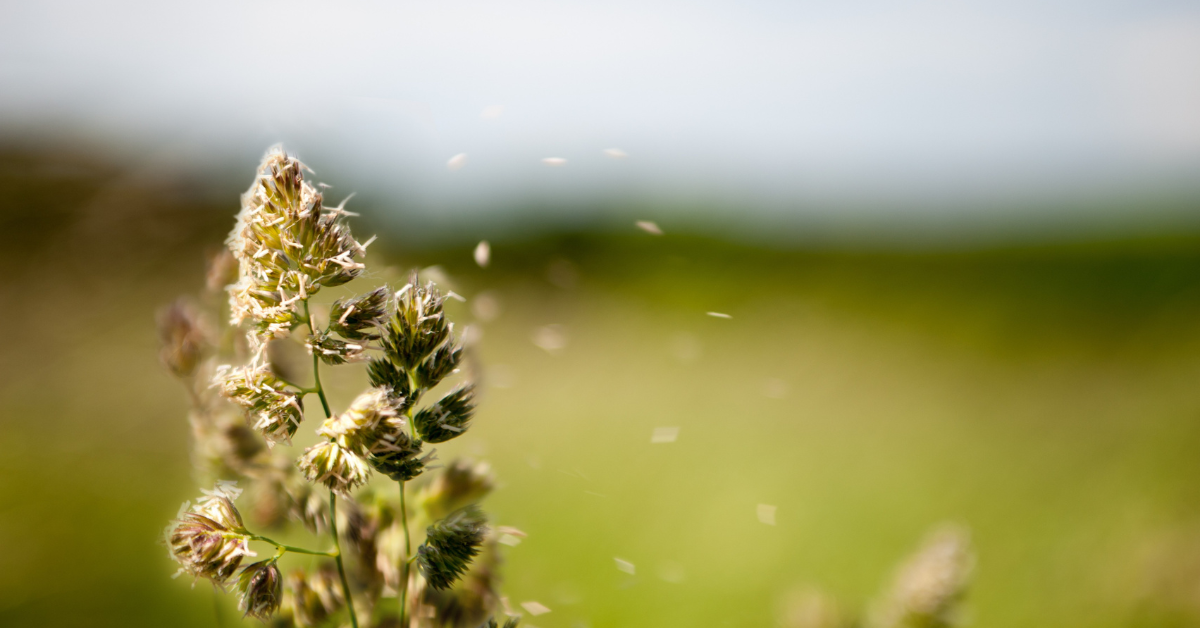 Featured image for “Seasonal Allergies: What to Expect This Spring and How to Find Relief”