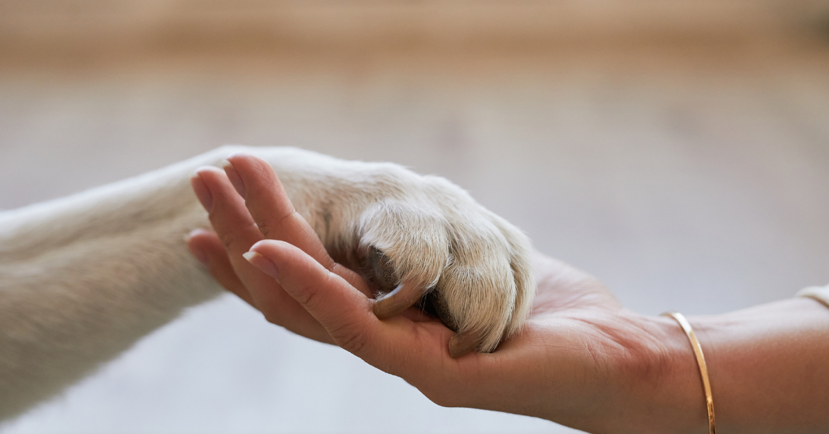 Featured image for “National Pet Month: Tips for Keeping Your Pets Safe, Healthy, and Happy”